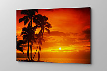 Obraz Horúce slnko za palmami 1389